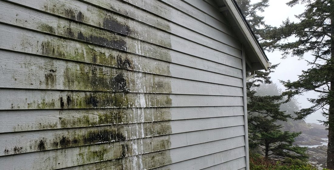 Cedar-lap siding on a coastal home, half still green with algae and half soft-washed back to clean gray.